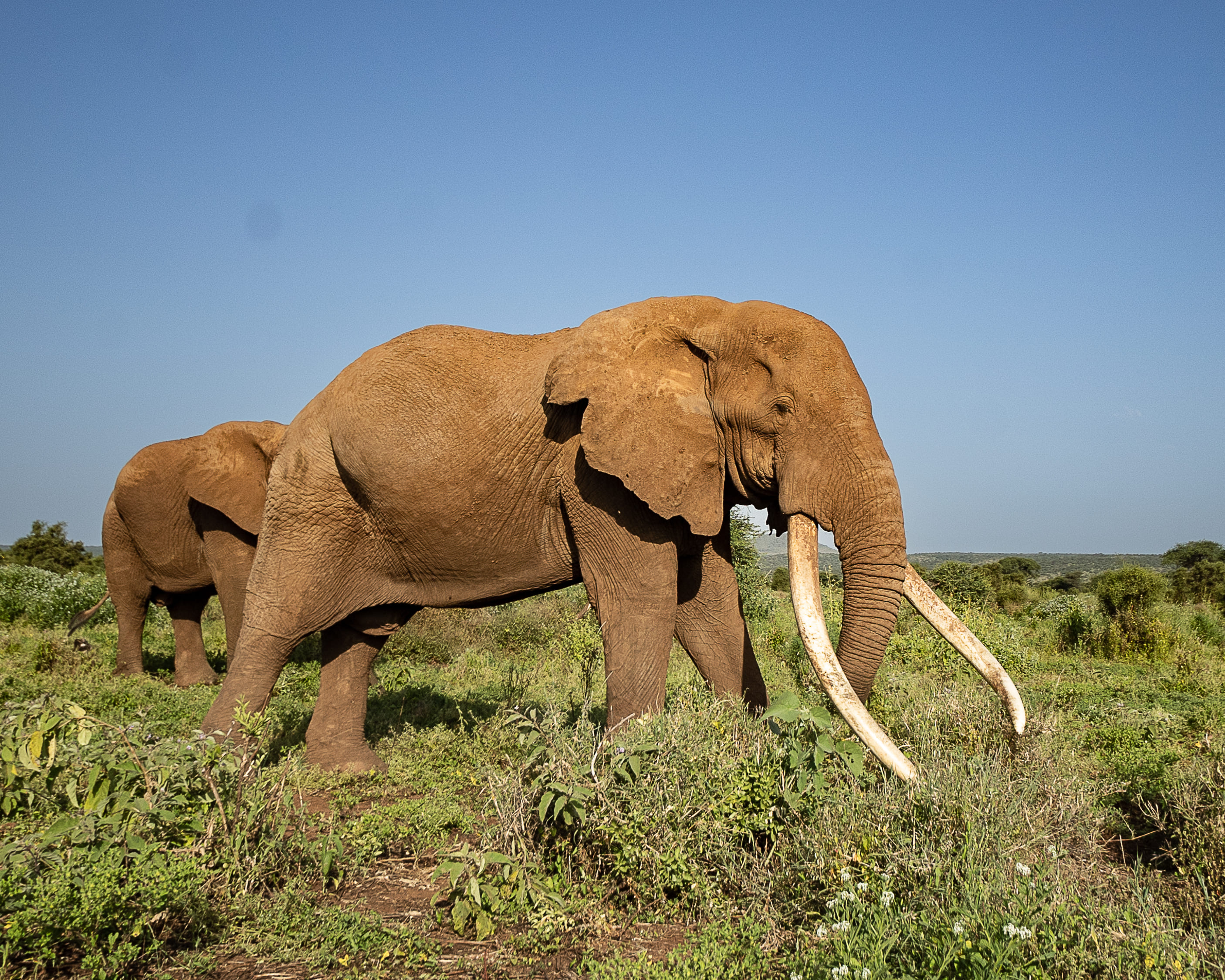 Amboseli National Park