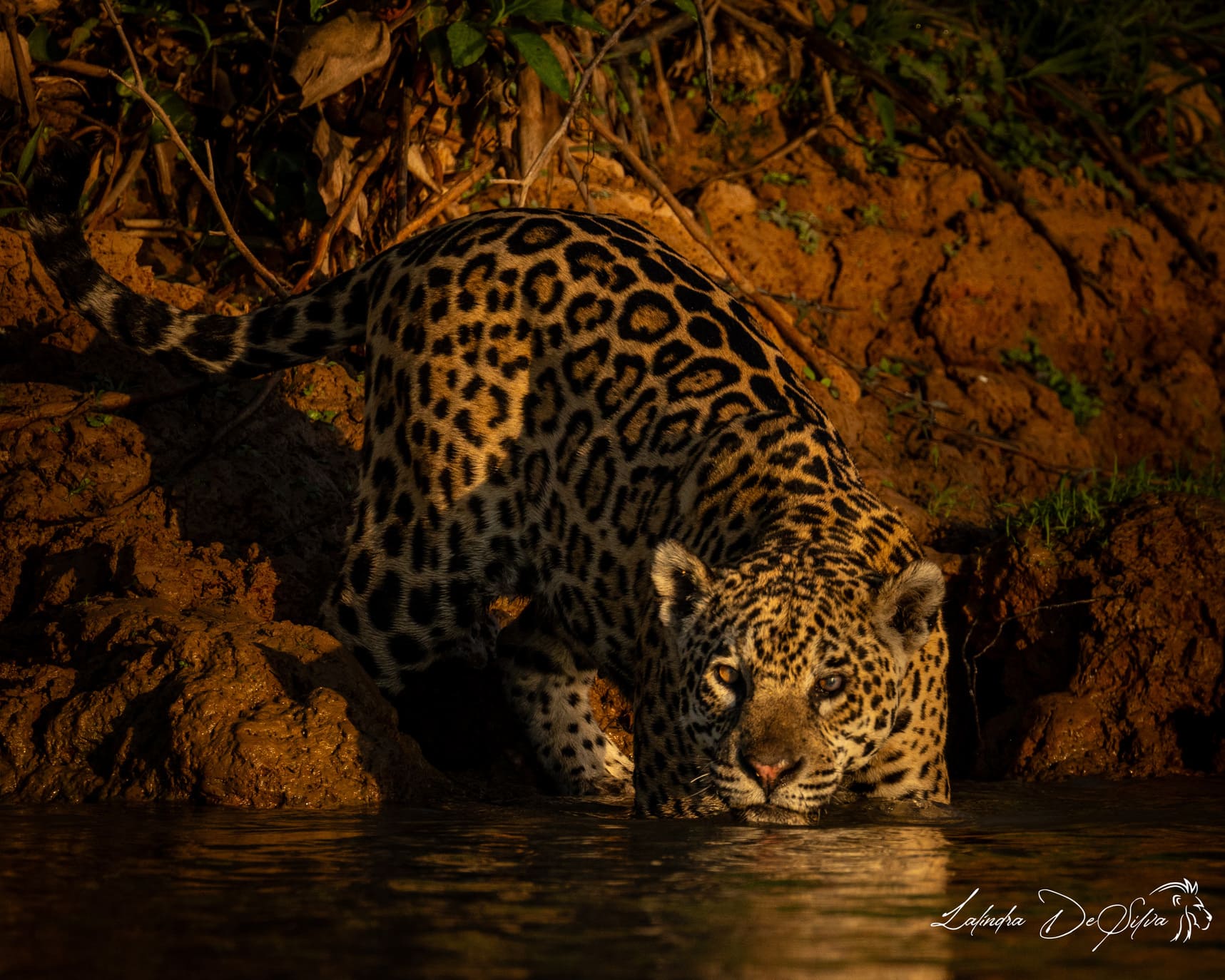 Brazil, Pantanal Jaguar & Rio tour - 9 nights / 10 days