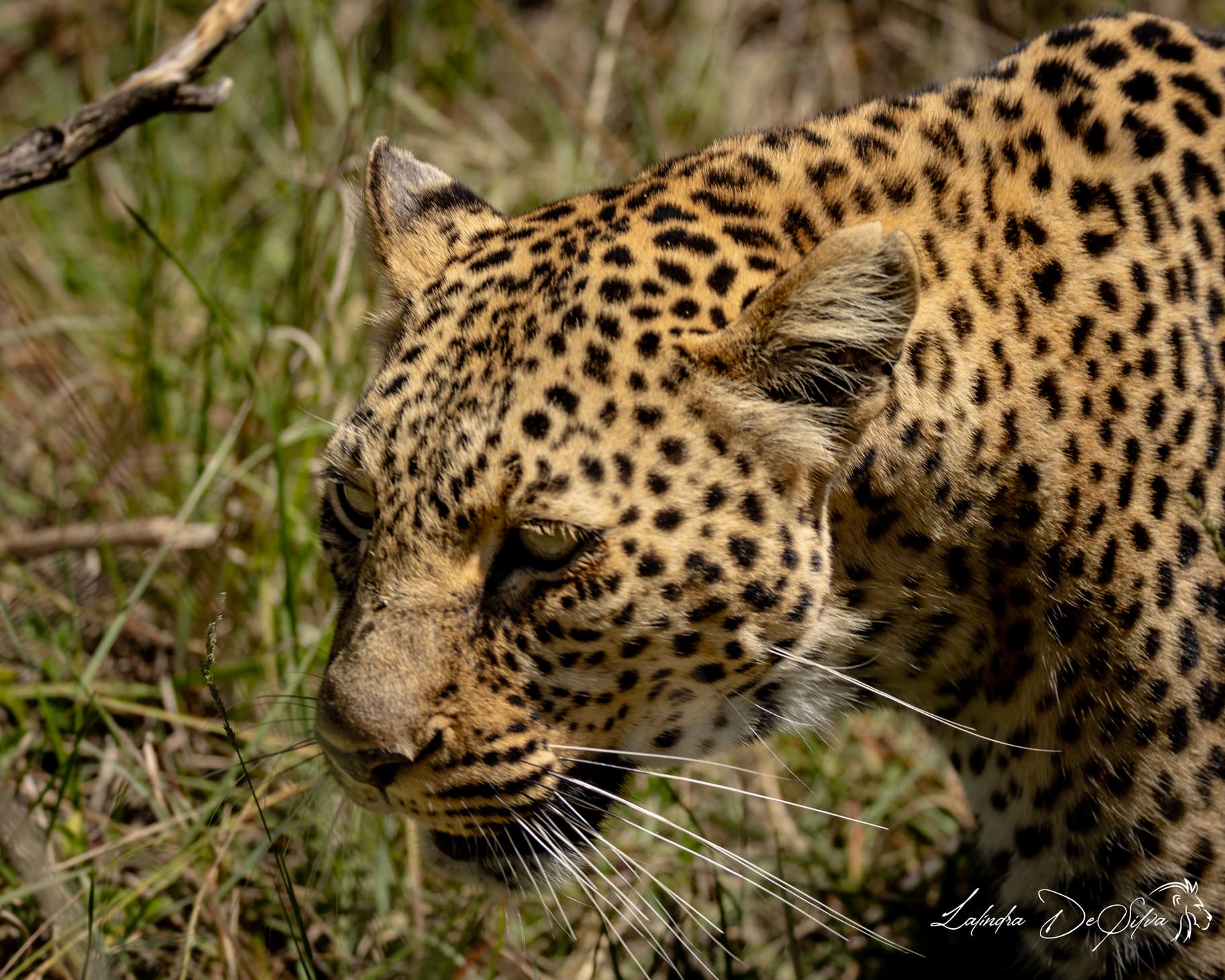 Kenya Big Cat Safari tour - 8 nights / 9 days