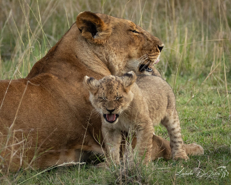 Kenya Big Cat Safari tour - 6 nights / 7 days