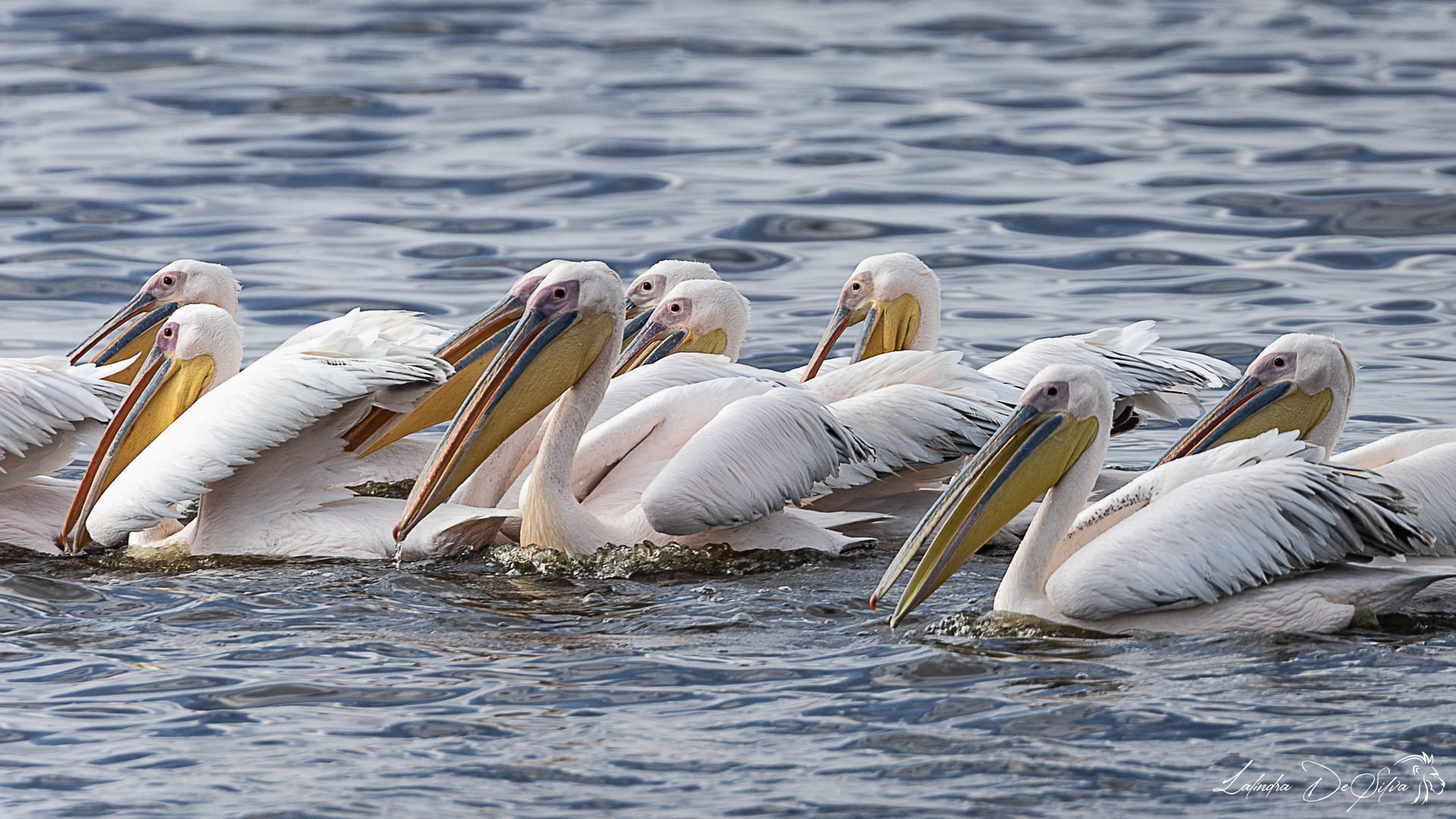 Lake Nakuru National Park