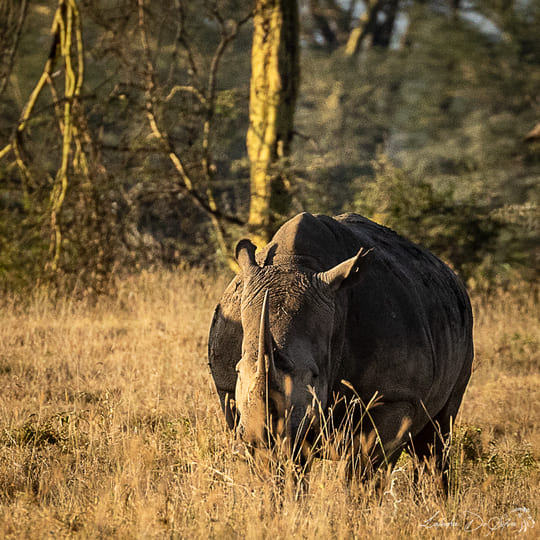 Kenya & Tanzania Safari tour - 10 nights / 11 days