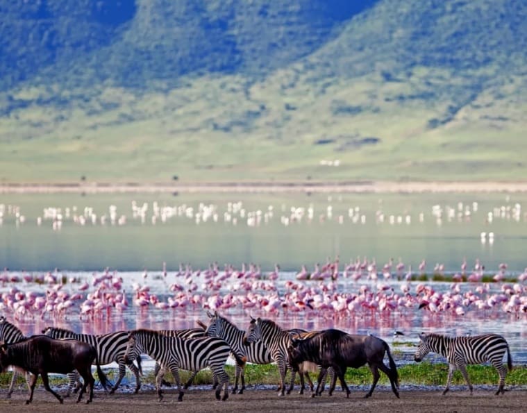Ngorongoro Crater